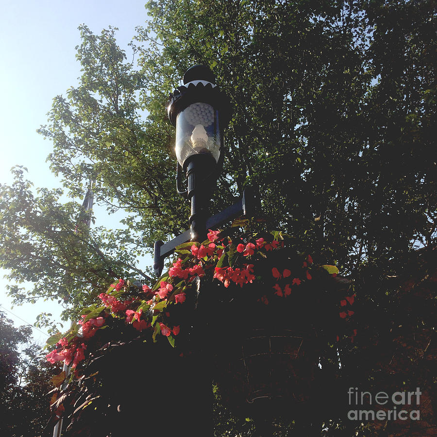 Flower Photograph - The significance of a light post by Frank J Casella