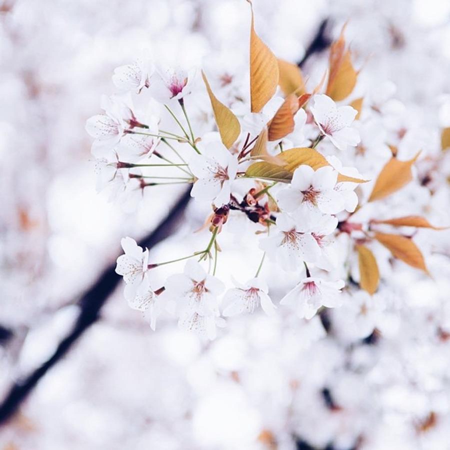 Vscocam Photograph - The Significance Of The Cherry Blossom by Valeria Vanessa