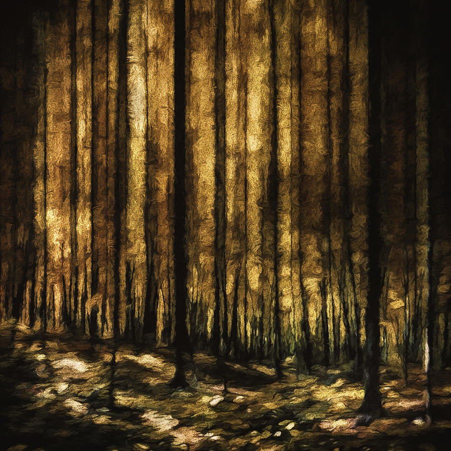 The Silent Woods Photograph
