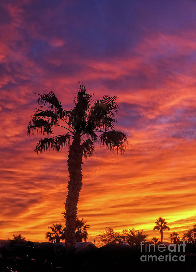 The Silhouetted Palm Tree Photograph by Robert Bales