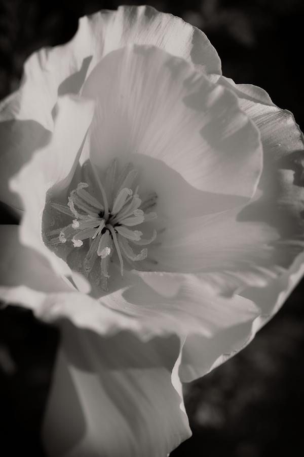 The Simple Beauty of a Poppy Photograph by Lynn Bauer