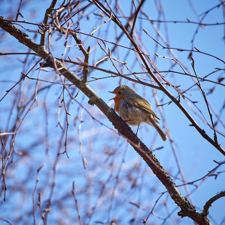 The Singer. European robin Photograph by Jouko Lehto