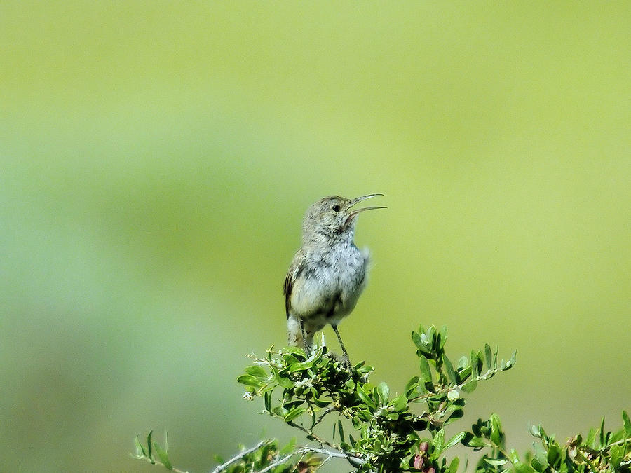 The Singing Birdie Photograph