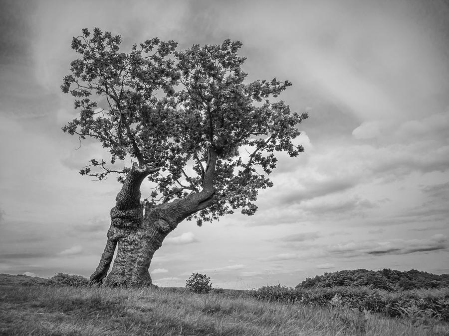 The single Oak Photograph by Nick Bywater