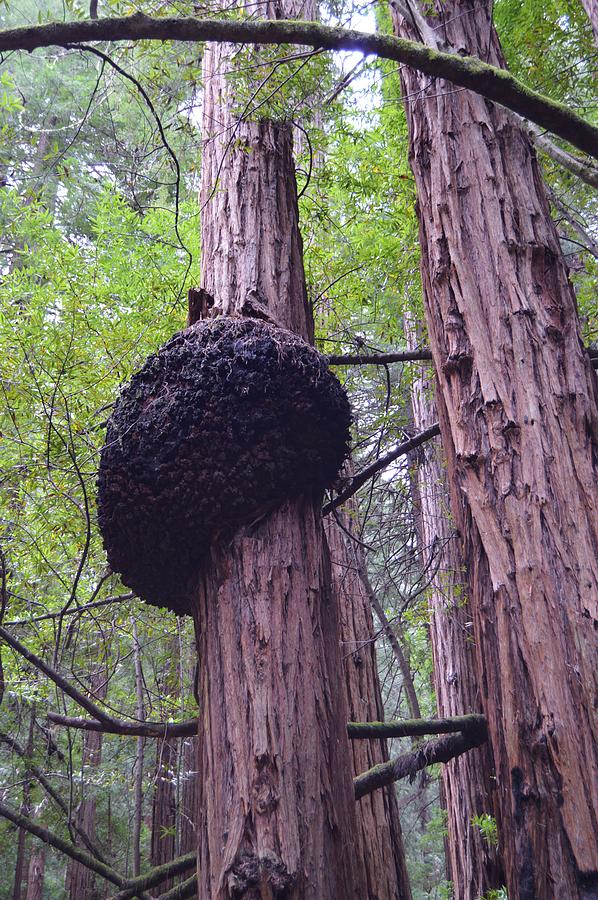 The Single Redwood Burl Photograph by Warren Thompson