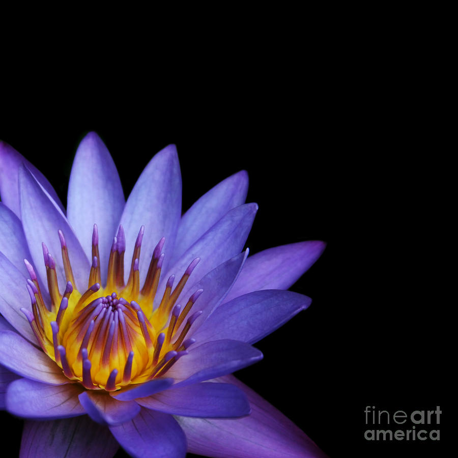 Flower Photograph - The Singular Embrace topaz  by Sharon Mau