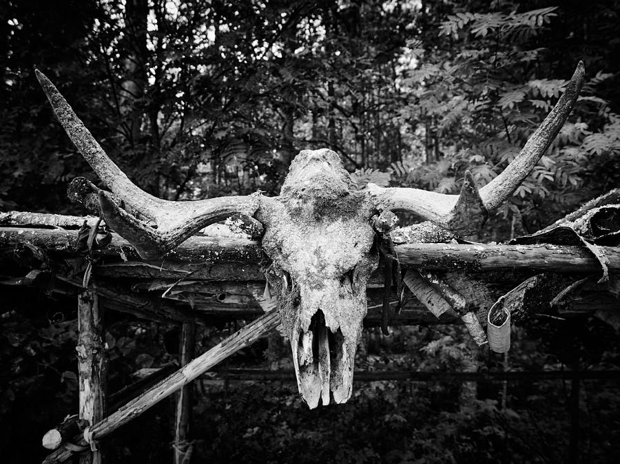 Moose Photograph - The Skull by Jouko Lehto