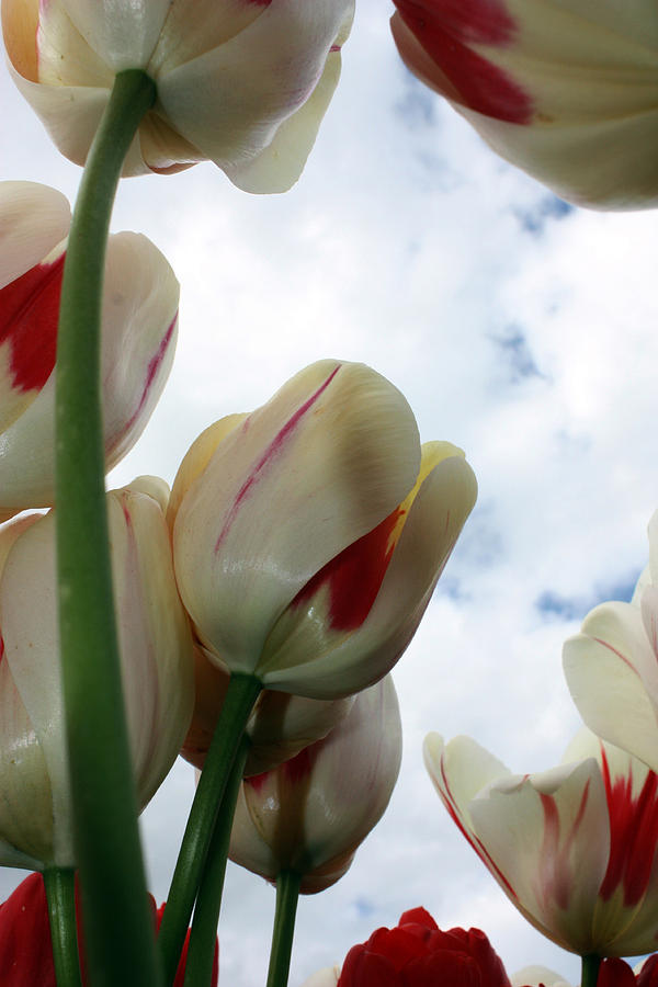 The Sky Though the Tulips Photograph by Kami McKeon