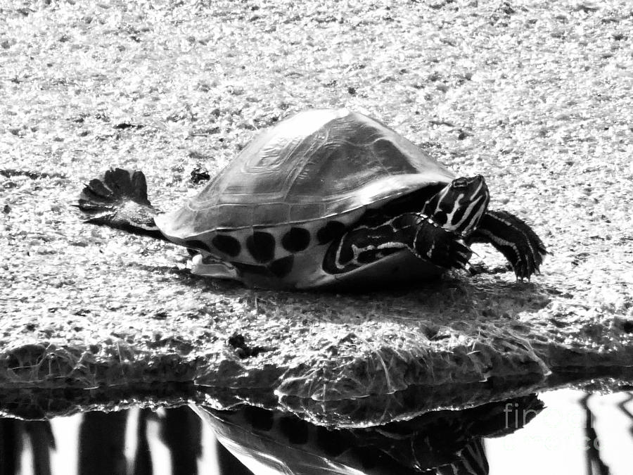 The Skydiving Turtle Photograph By Robbie Potter - Pixels