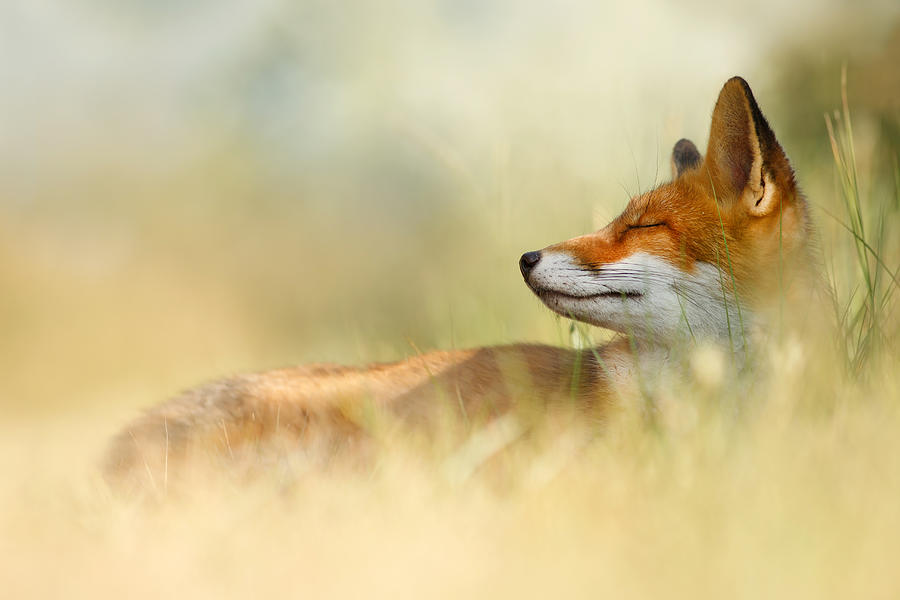 Red Fox Photograph - The Sleeping Beauty - Wild Red Fox by Roeselien Raimond