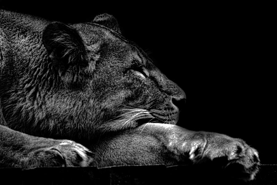 Lion Photograph - The Sleeping Lion by Martin Newman