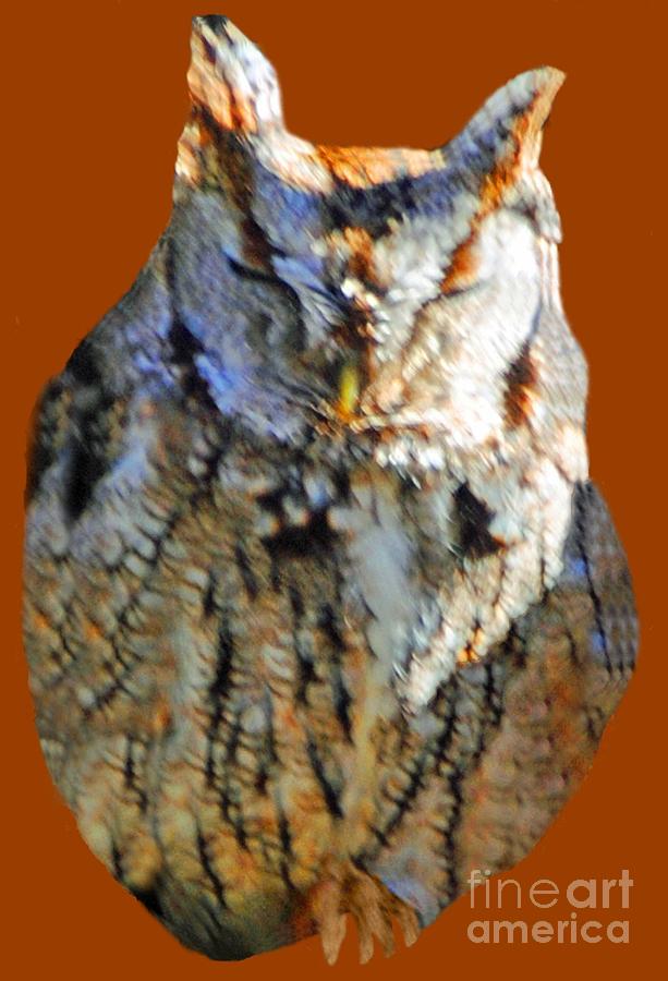 Owl Photograph - The Sleeping Owl by Jost Houk Owl Photograph - The Sleeping Owl by Jost Houk