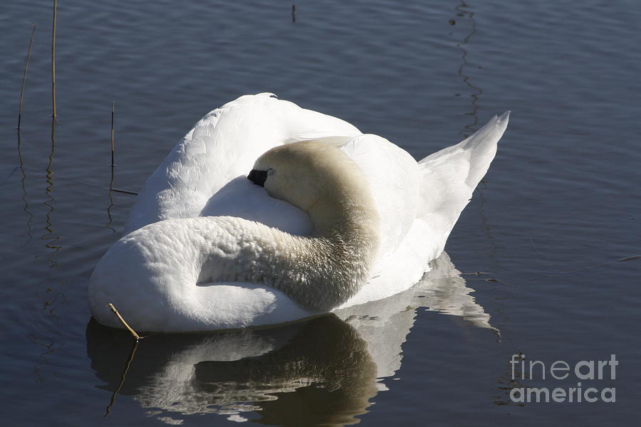 The Sleeping Swans >> The Sleeping Swan Photograph By Adam Schneider The Sleeping Swans >> The Sleeping Swan Photograph By Adam Schneider