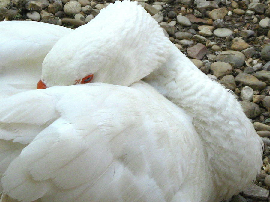 The Sleeping Swans >> The Sleeping Swan The Sleeping Swans >> The Sleeping Swan