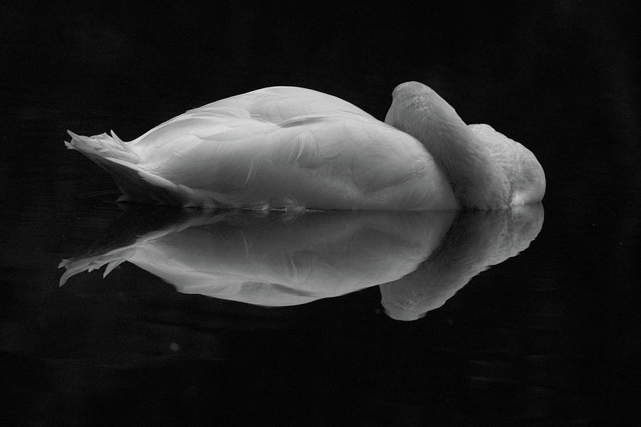 The sleeping swan Photograph by ReDi Fotografie
