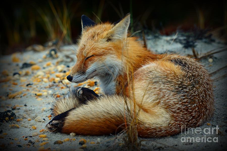 The Sleepy Fox Photograph by Paul Ward