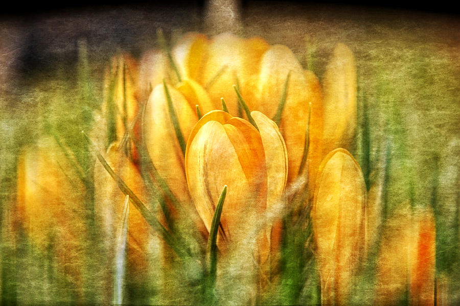 The smell of spring Photograph by Jaroslav Buna