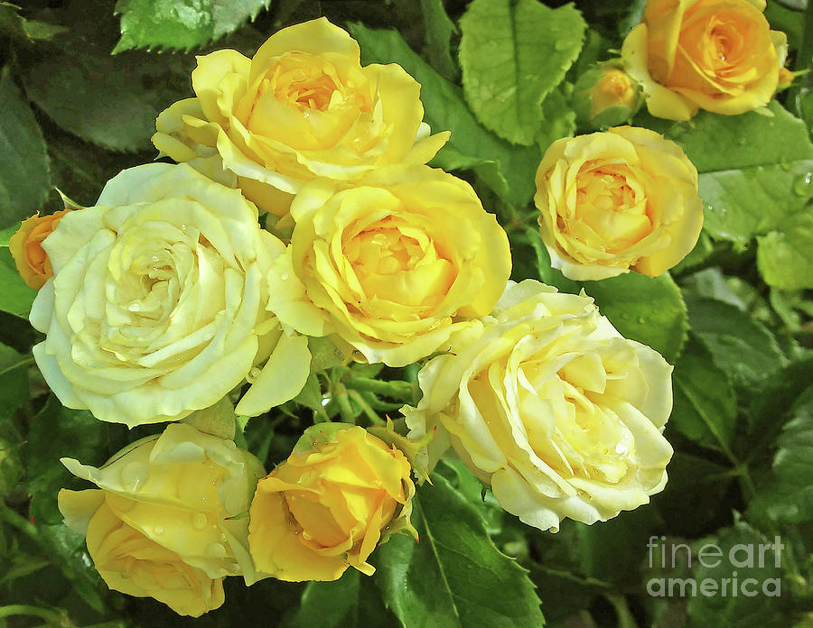 Rose Photograph - The Smile Of Roses by Jasna Dragun