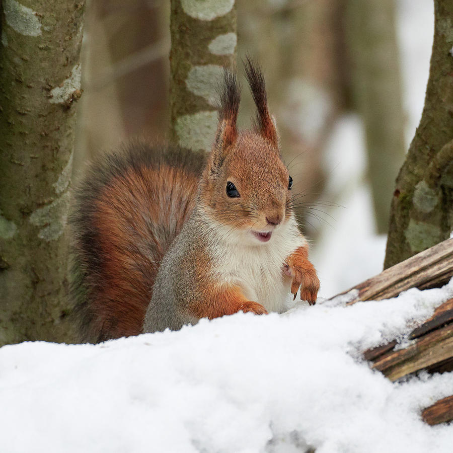 The Smile. Red squirrel Photograph by Jouko Lehto