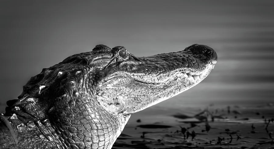 The Smiling Gator Photograph by Mark Andrew Thomas