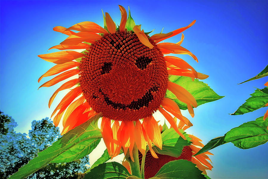 The Smiling Sunflower Photograph by Mountain Dreams