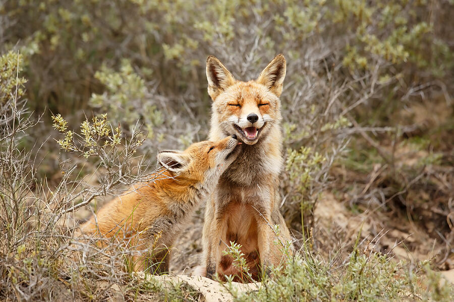 Mammal Photograph - The Smiling Vixen and the Happy Kit by Roeselien Raimond