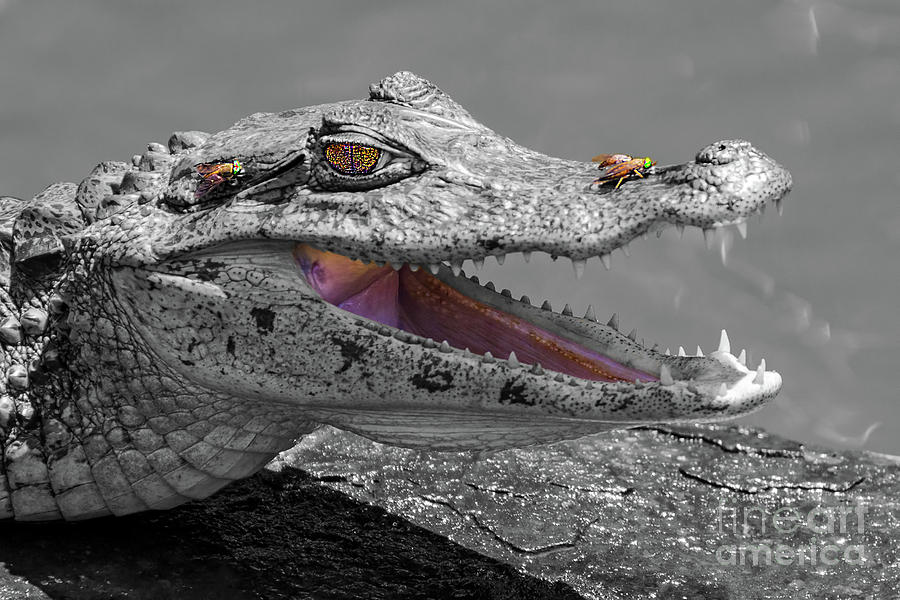 Jaws Photograph - The smiling crocodile and the flies by Ulysse Pixel