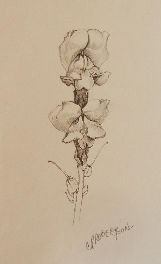 The Snapdragon Drawing by Catherine Robertson