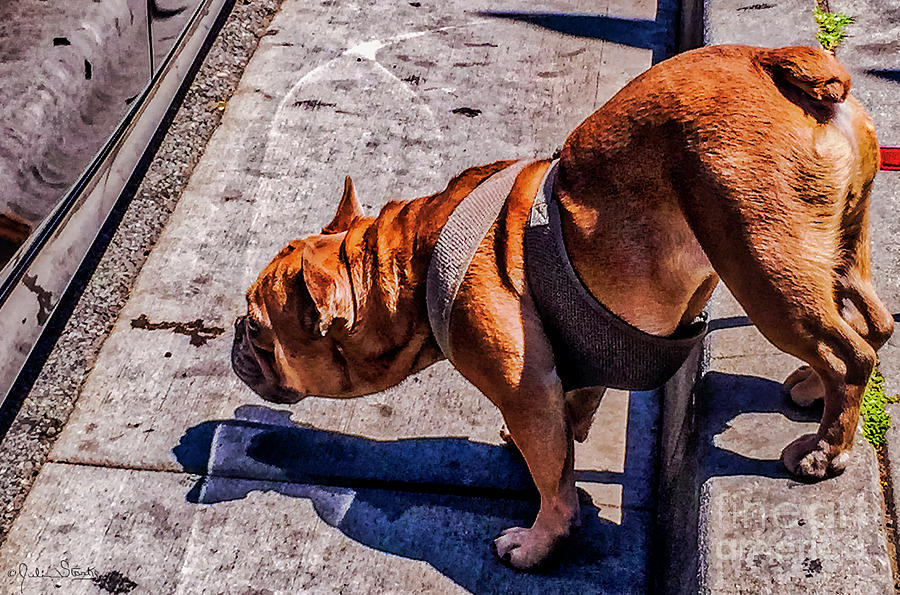 Briton Riviere Photograph - The Snooping American Bulldog by Julian Starks