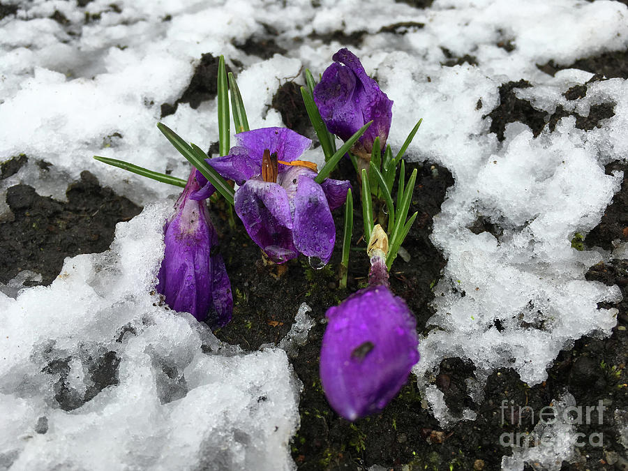 The Snow and Crocuses in spring Photograph by Marina Usmanskaya