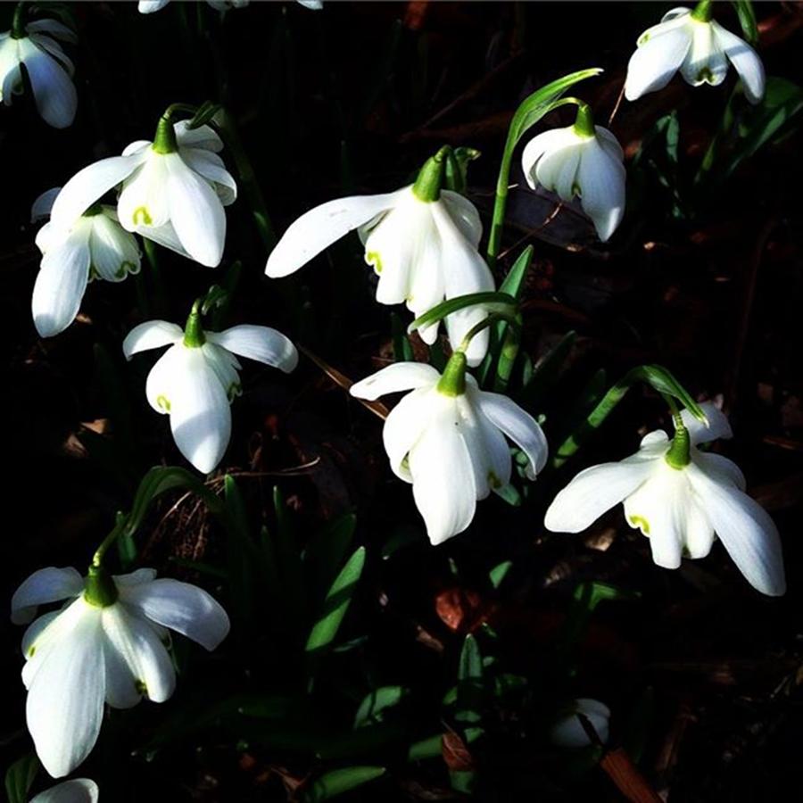 Nature Photograph - The Snow Drop .. A Symbol Of Hope by Zoe Snowden