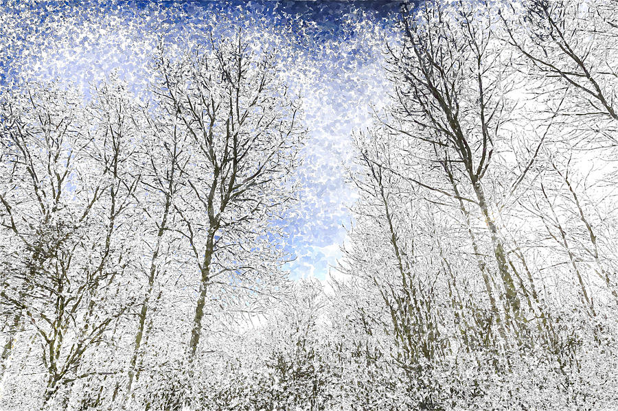 The Snow Forest Art Photograph by David Pyatt