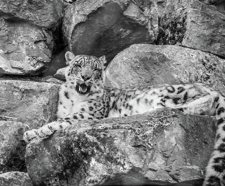 The snow leopard Photograph by Ed James
