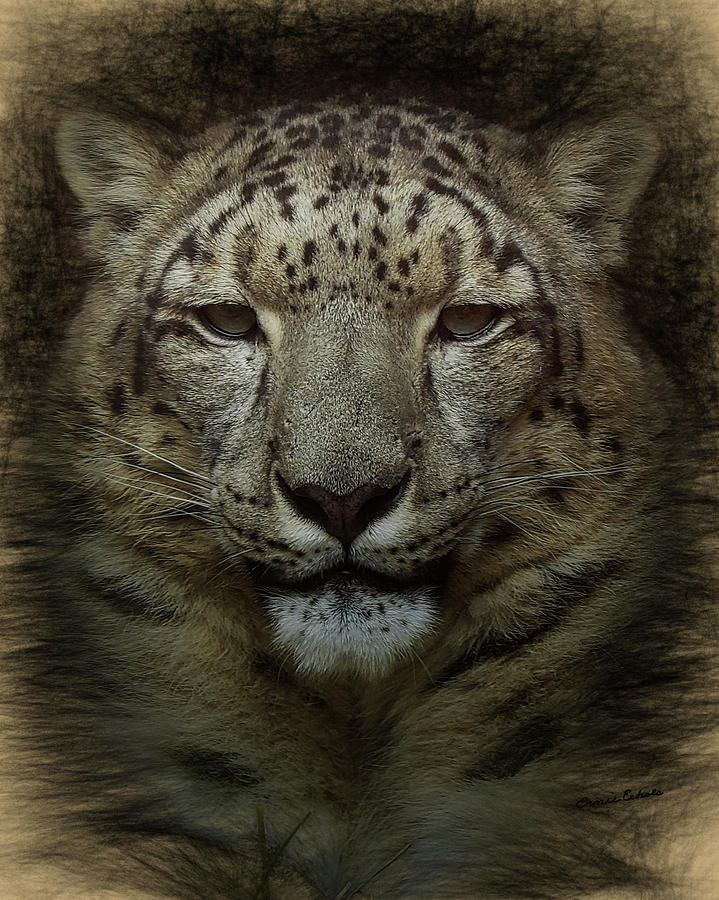 The Snow Leopard Digital Art by Ernest Echols