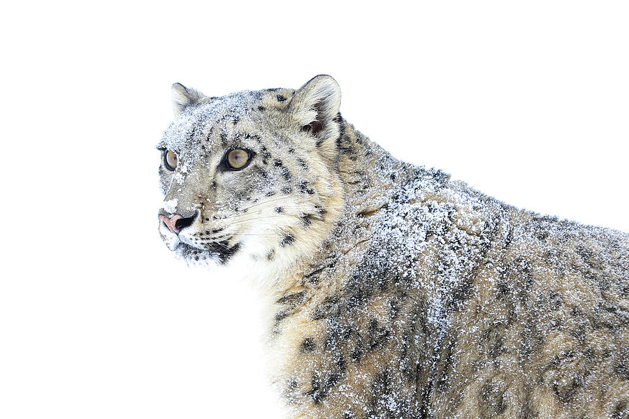The Snow Leopard Photograph by Steve McKinzie
