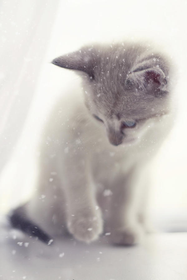 Cat Photograph - The Snow Prince II by Amy Tyler