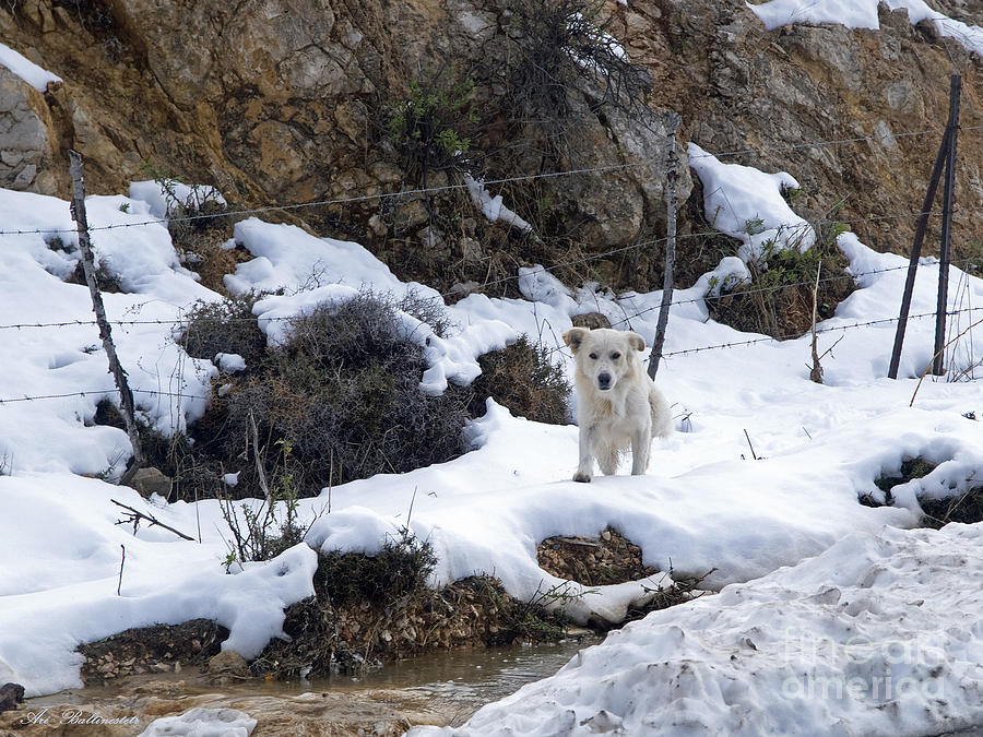 The Snow puppy Photograph by Arik Baltinester