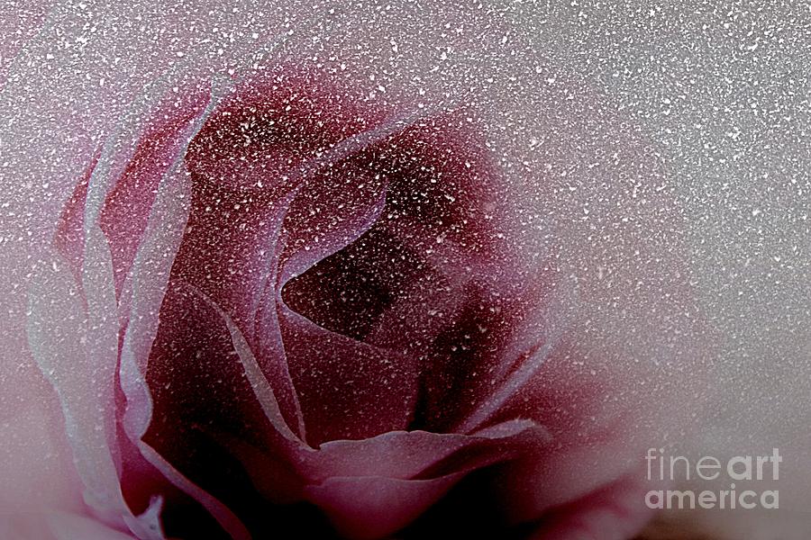 Rose Photograph - The Snow Rose by Clare Bevan