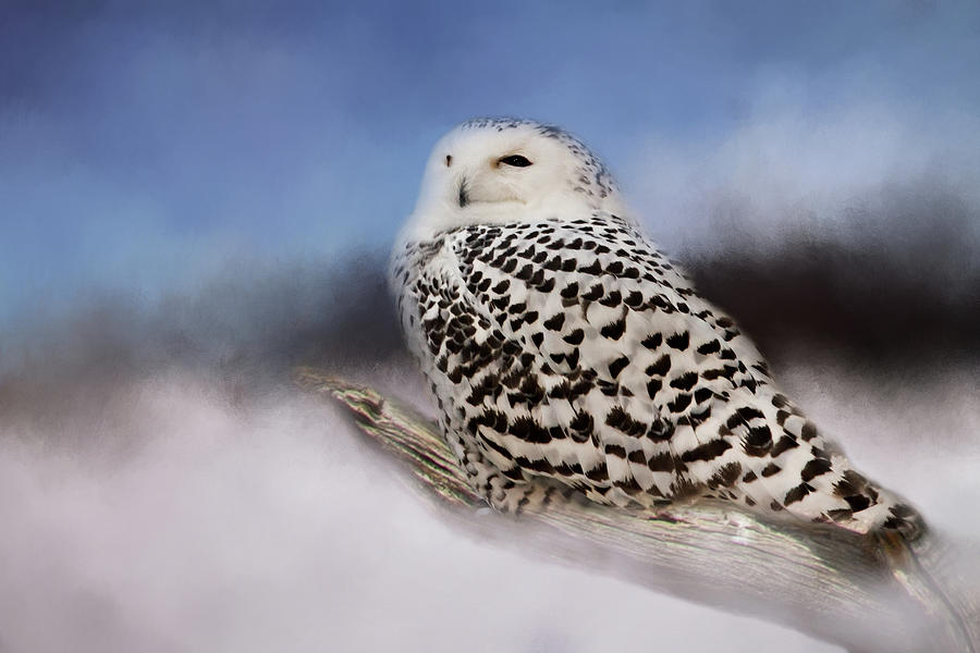 The Snowy Owl Photograph by Lana Trussell