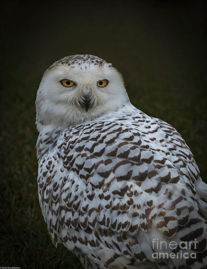 The Snowy Owl Photograph by Mitch Shindelbower