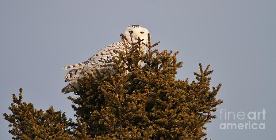 Owl Photograph - The Snowy Queen  by Teresa McGill