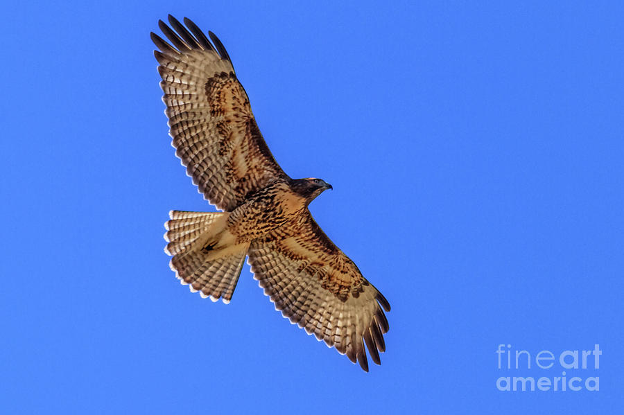 The Soaring Red Tail Hawk Photograph by Robert Bales