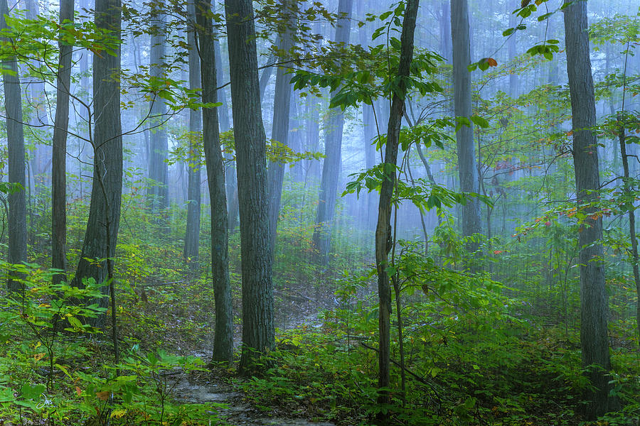 Nature Photograph - The Sodden Path by Ron Jones