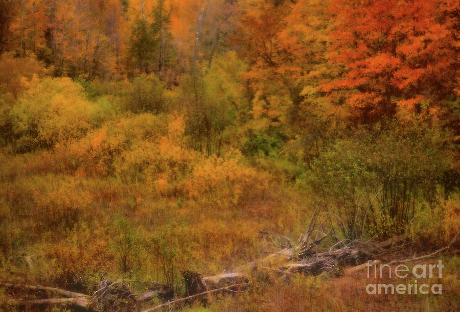 The Soft Colors of Autumn Photograph by Matthew Winn