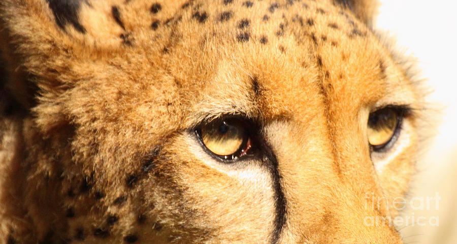 The Soft Eyes Of A Cheetah Photograph by Max Allen