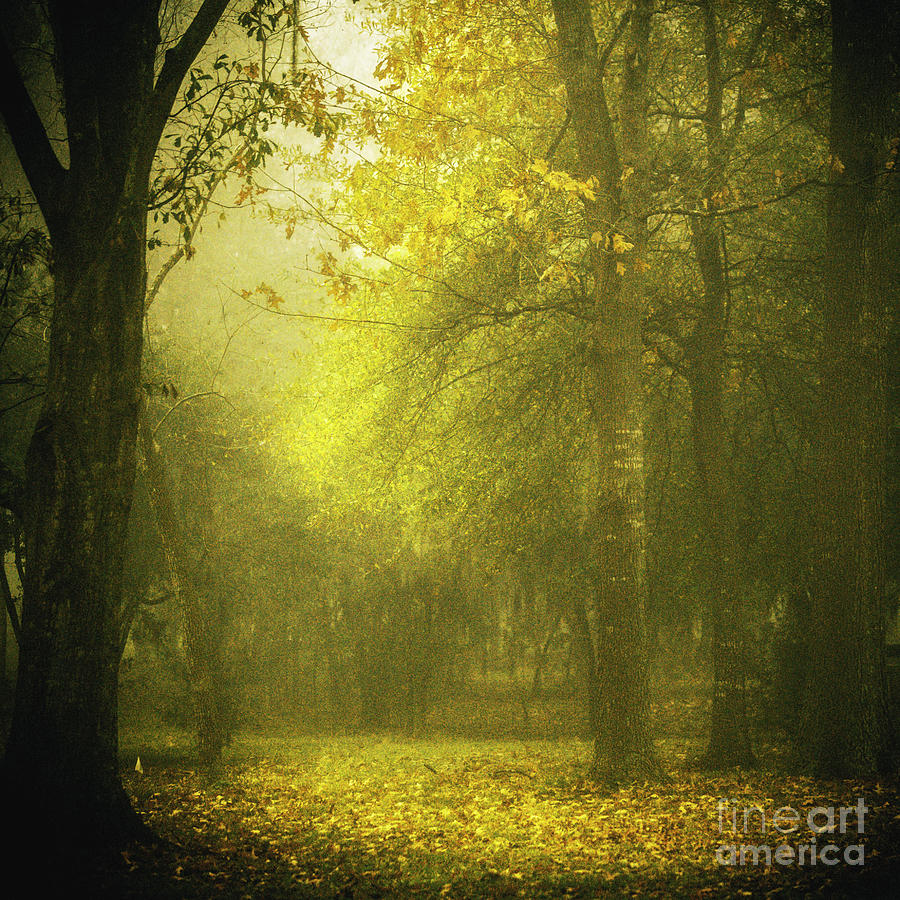 The Soft Forest Photograph