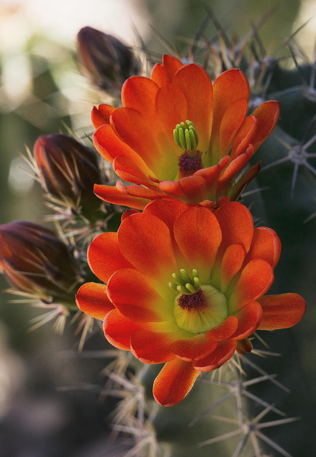 The Softer Side of a Cactus  Photograph by Saija Lehtonen