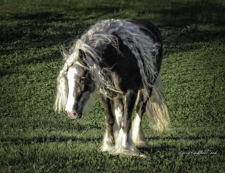 The Softest Mare Photograph by Terry Kirkland Cook