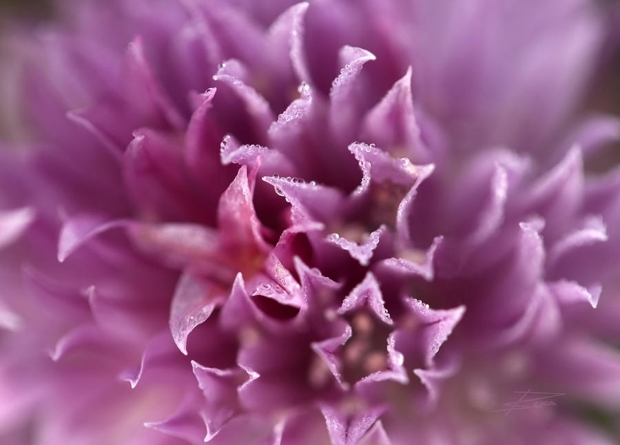 Flower Photograph - The Softest Touch by Barbara  White