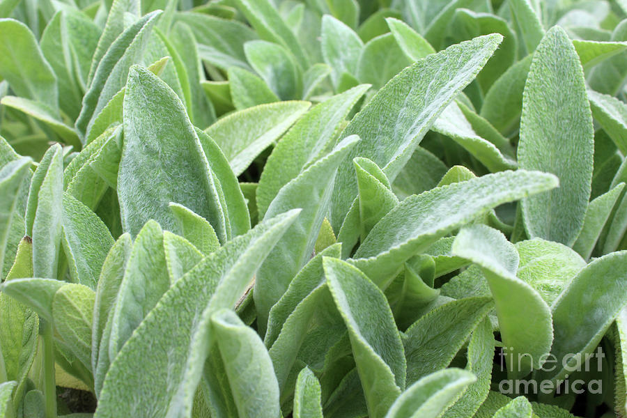 The Softness of Lambs Ear  Photograph by Adam Long